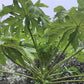 Fresh Papaya Leaves (8 oz.)