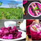 CHAVI Freeze-Dried Diced Dragon Fruit Snack - Healthy Superfood - Non-GMO, Vegan, Gluten-Free - 2 x 2 oz (Pack of 2)