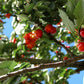 TWIN ENGINE COFFEE Coffee Fruit Tea - Cascara Superfood - 16 Ounce - Whole Dried Coffee Fruit for Hot or Cold Brew