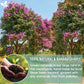 Natural Banaba Dried Leaves, Tea Bags, Powder, Whole Banaba Leaves, 100% Pure Dried Banaba Leaves, Banaba Leaf Tea, No Additives, No Caffeine, Vegan