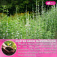 Premium Marshmallow Root and Leaf Tea Bags, 100% Natural & Pure.