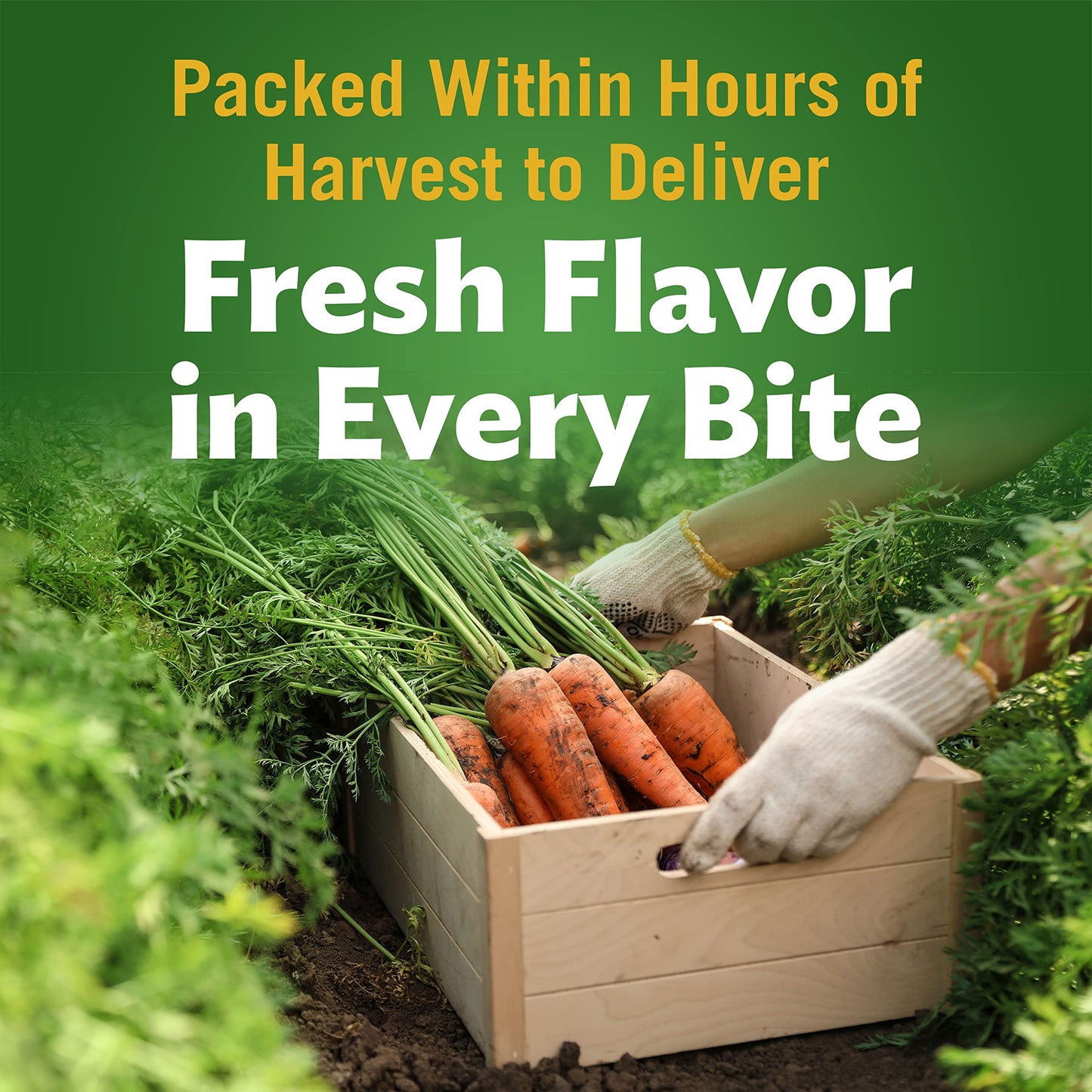 Del Monte Canned Fresh Cut Sliced Carrots, 14.5 Ounce (Pack of 24) 2400016299