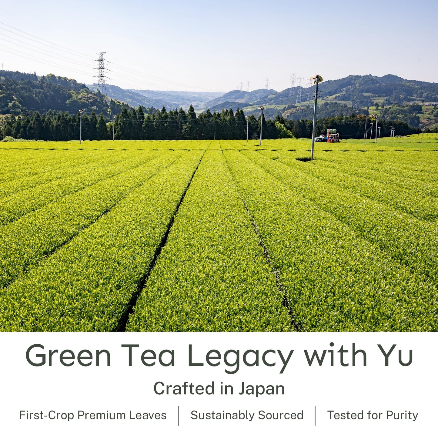 Yu Organic Sencha Green Tea Powder | Antioxidants & L-Theanine | 2.65 oz Pouch (100 Servings)