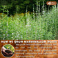 FRESHDRINKUS Premium Marshmallow Root Herbal Tea Bags, 100% Natural, Eco-Conscious, 75 Count