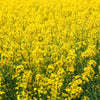 Outsidepride 5000 Seeds Annual Yellow Mustard Herb Garden Seed For Microgreens, Sprouts, & Cooking