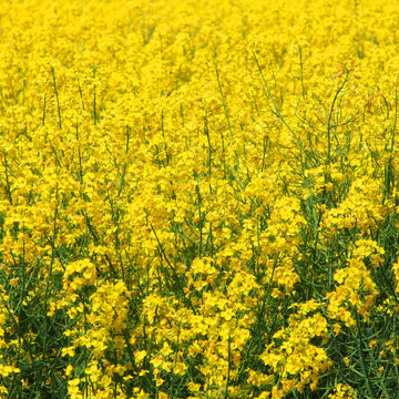 Outsidepride 5000 Seeds Annual Yellow Mustard Herb Garden Seed For Microgreens, Sprouts, & Cooking