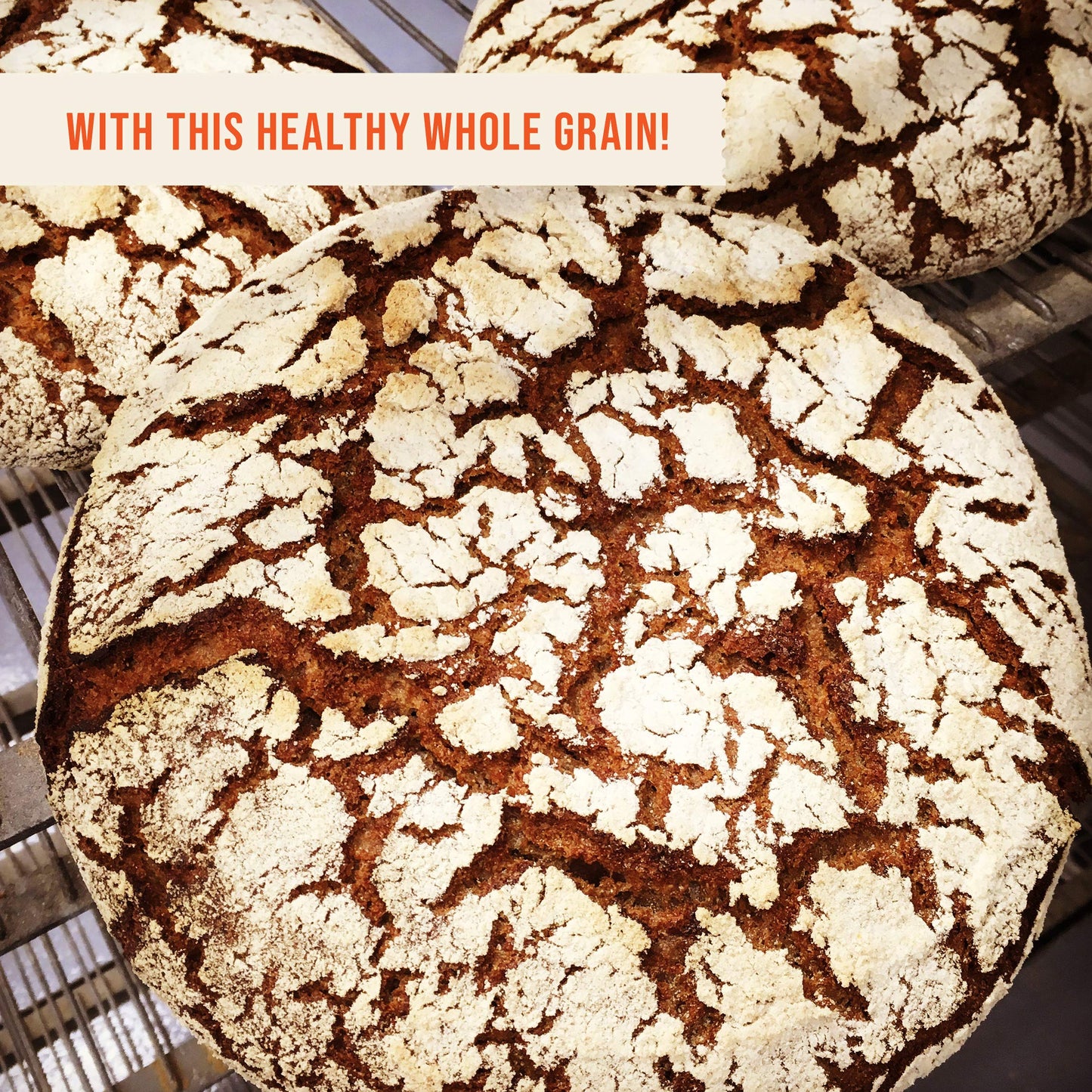 100% Organic Whole Dark Rye Flour - 25 Lbs
