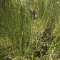 Mormon Tea - Brigham Tea - Ephedra | Usa Wildcrafted 1/4Lb Dried Subalpine