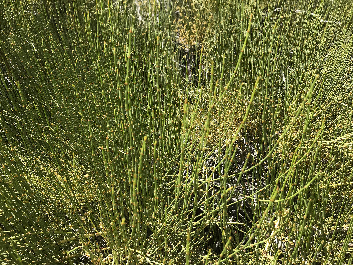 Mormon Tea - Brigham Tea - Ephedra | Usa Wildcrafted 1/4Lb Dried Subalpine