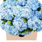 KaBloom Flowers - 15 Blue Hydrangeas (Farm-Fresh, Naturally Colored, enhanced Quality) - Gift for Birthday, Sympathy, Anniversary, Get Well, Thank You, Valentine, Mother’s Day Fresh Flowers