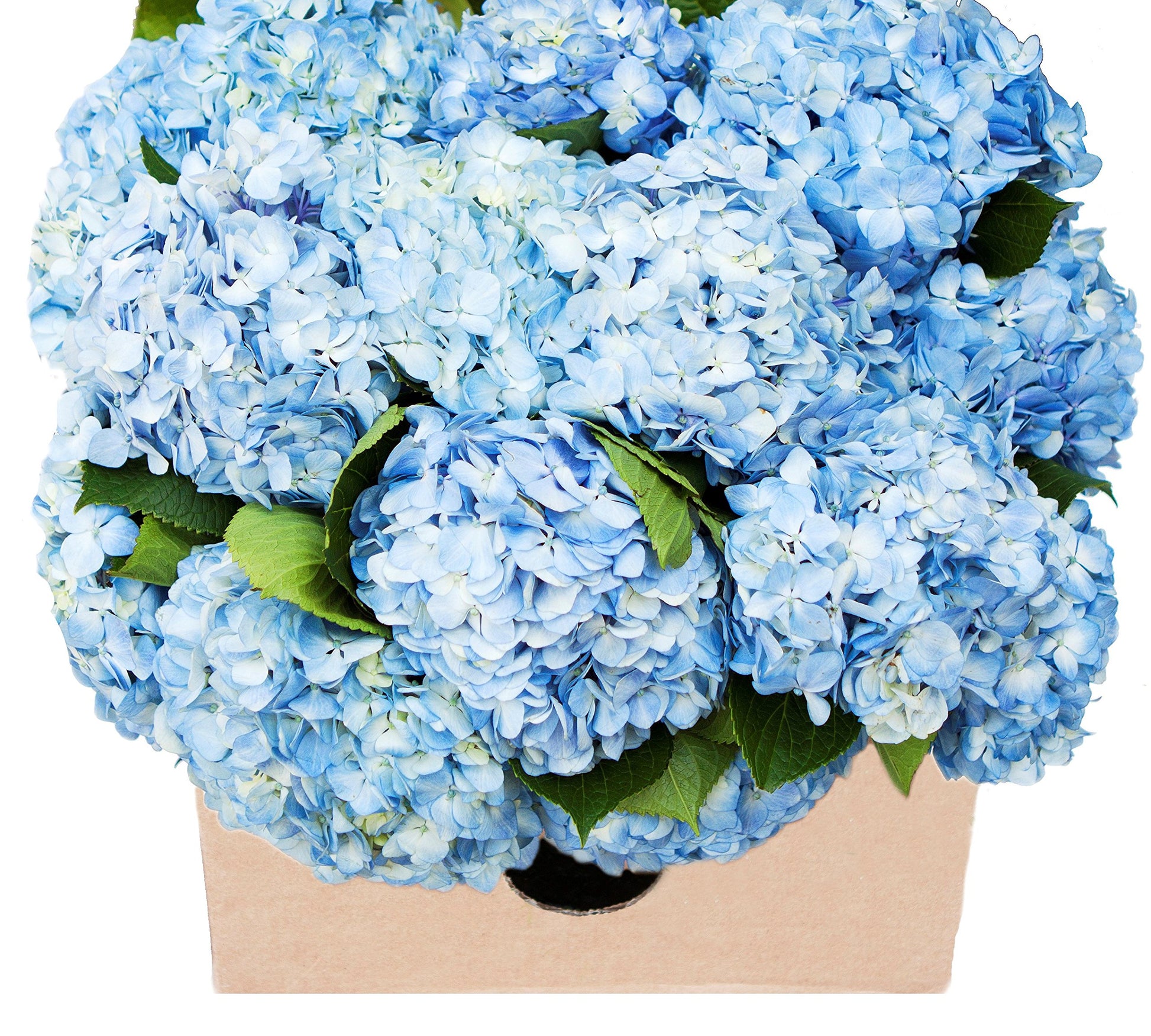 KaBloom Flowers - 15 Blue Hydrangeas (Farm-Fresh, Naturally Colored, enhanced Quality) - Gift for Birthday, Sympathy, Anniversary, Get Well, Thank You, Valentine, Mother’s Day Fresh Flowers