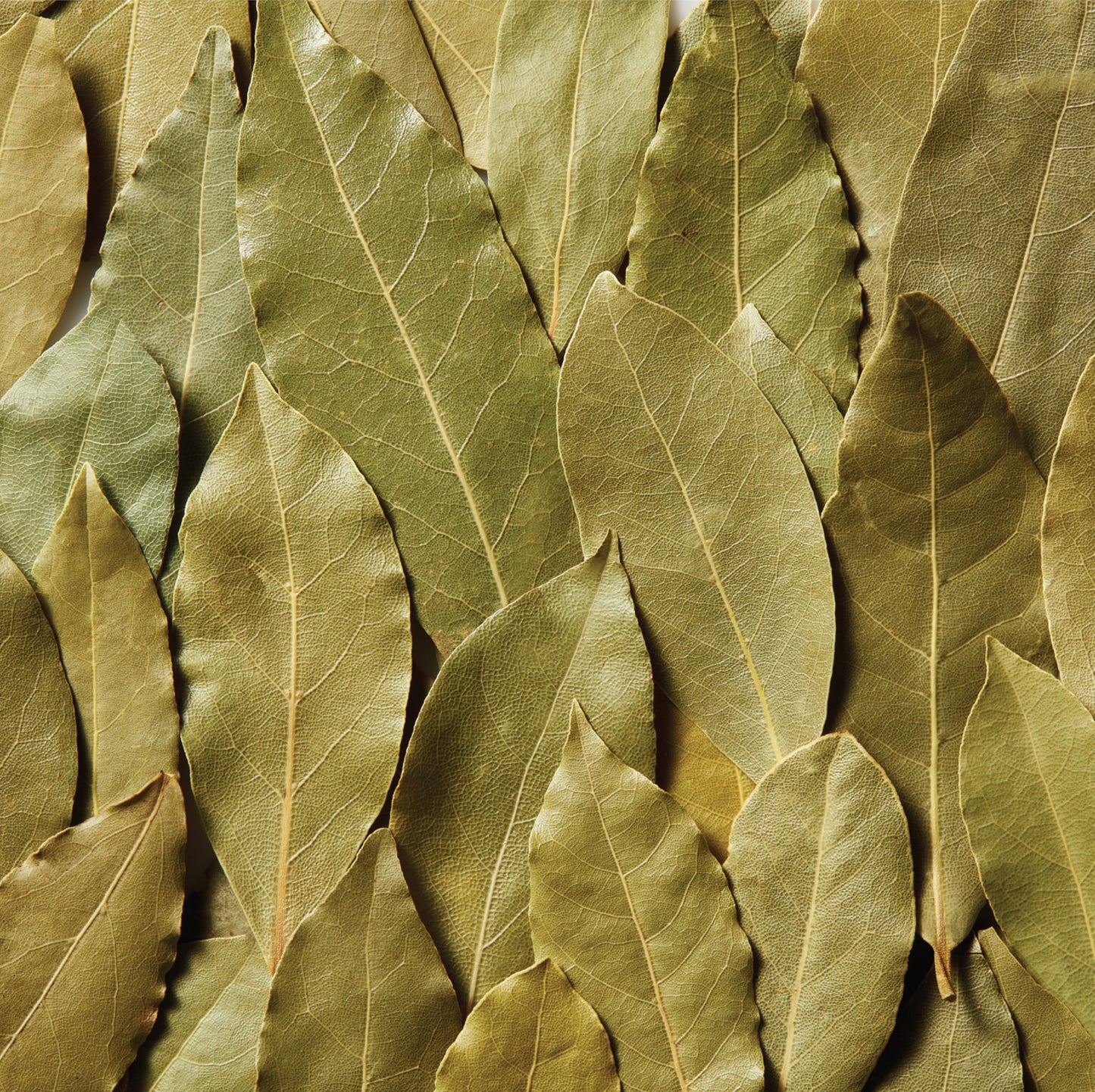 Spice Classics Whole Bay Leaves, 8 oz - One 8 Ounce Container of Bulk Bay Leaves for Cooking, Great in Soups, Seafood Dishes, Me