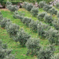 Croatia Rich Polyphenol Extra Virgin Olive Oil From Island Of Brac, Mild And Delicate Flavor, 100% Pure & Natural Croatian Cold