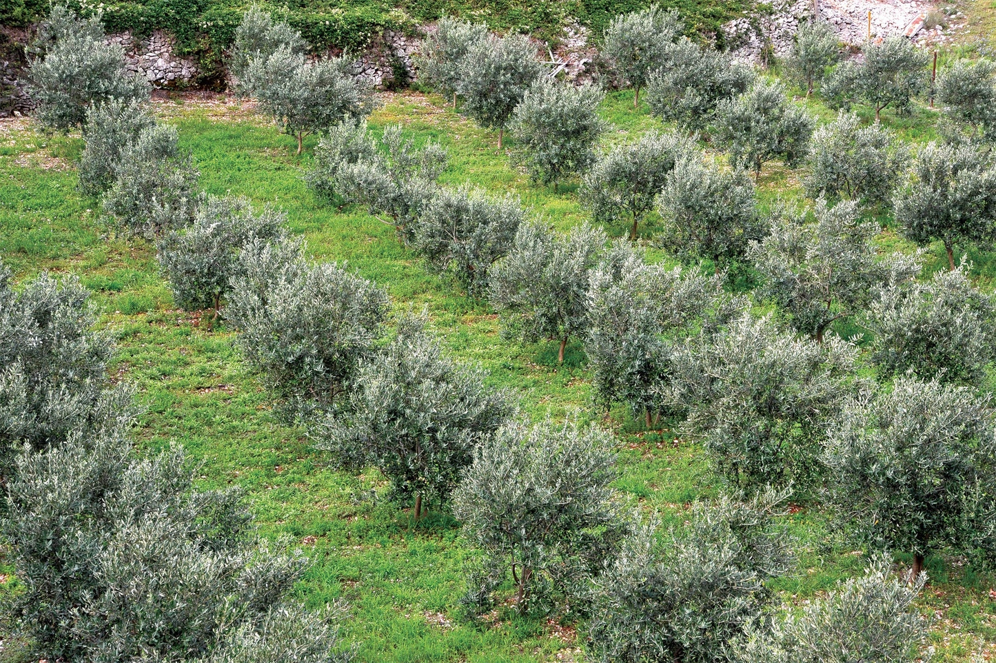 Croatia Rich Polyphenol Extra Virgin Olive Oil From Island Of Brac, Mild And Delicate Flavor, 100% Pure & Natural Croatian Cold