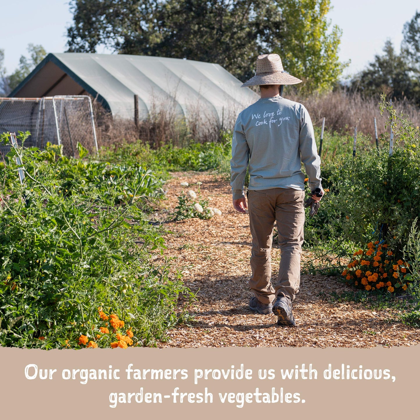 Amy'S Soup, Vegan, Gluten Free, Organic Lentil, 14.5 Ounce (Pack Of 12)