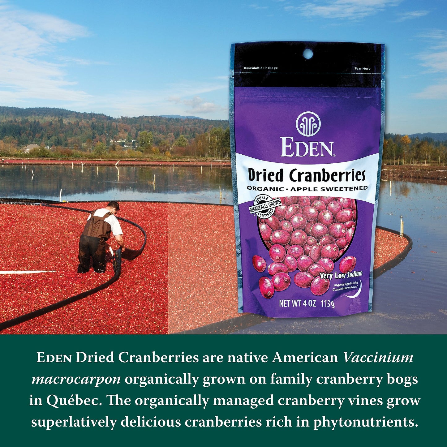 Eden Foods Organic Dried Cranberries Sweetened with Apple Juice - 4 oz
