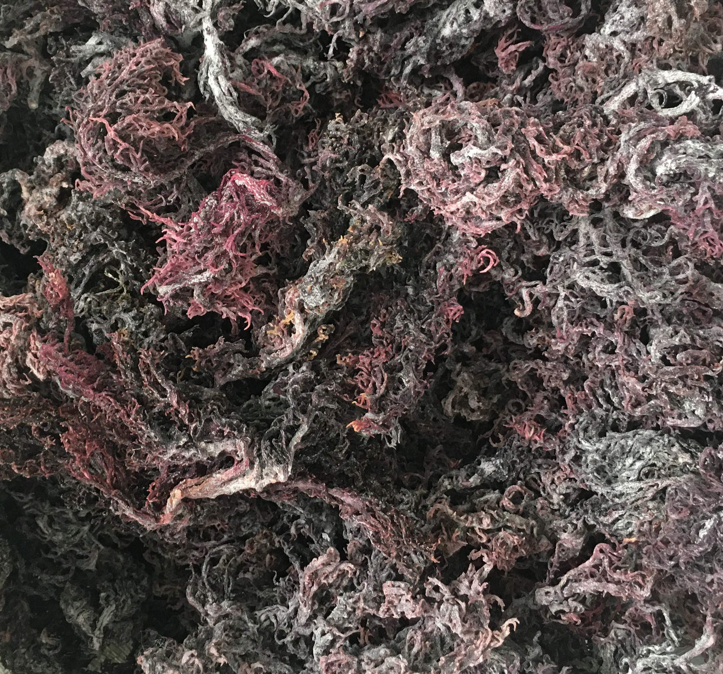 Purple Sea Moss | Irish Moss | Wildcrafted From St. Lucia | 100% Natural | Makes Over 50Oz Seamoss Gel - 4Oz