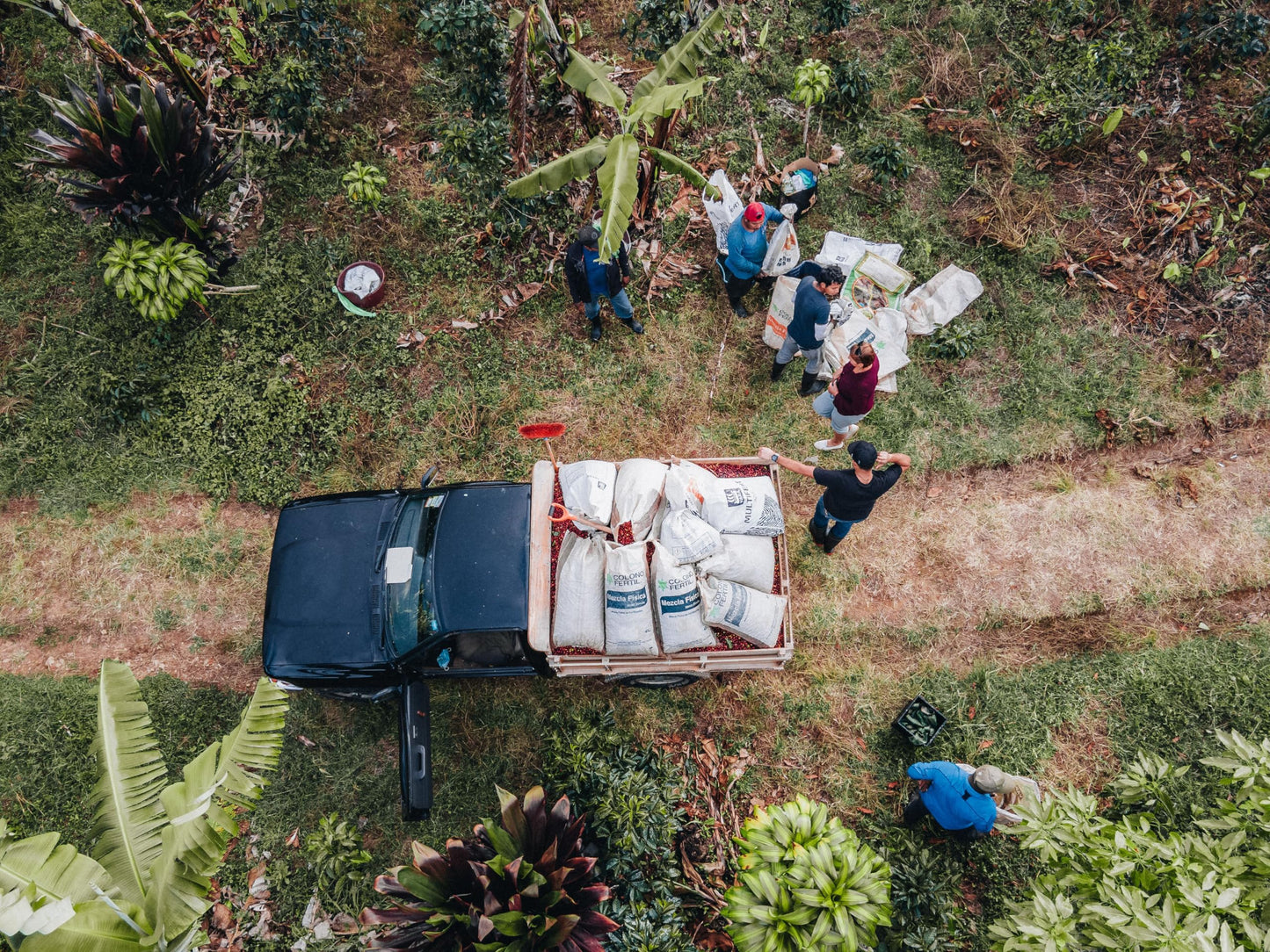 Costa Rican Coffee, Finca Las Mercedes Tarrazu, Whole Bean, Medium Roast, Washed Process, Fresh Roasted, 16-Ounce