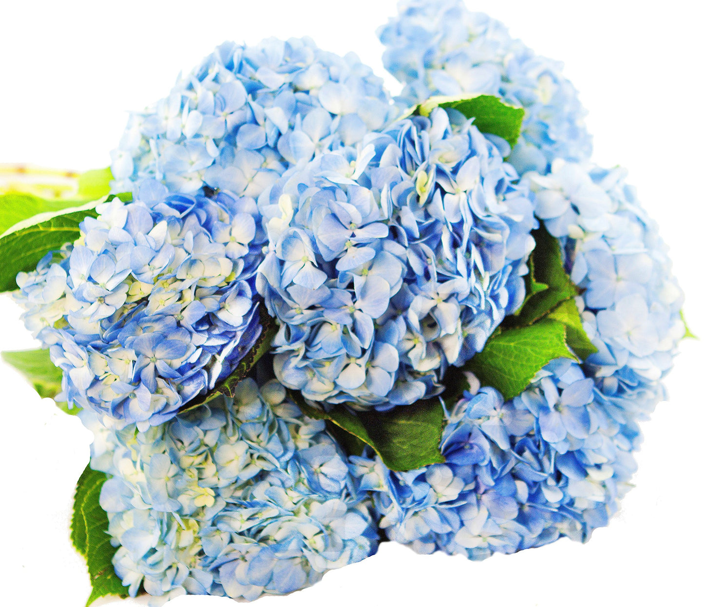 Kabloom Flowers - 15 Blue Hydrangeas (Farm-Fresh, Naturally Colored, Enhanced Quality) - Gift For Birthday, Sympathy, Anniversary, Get Well, Thank You, Valentine, Mother’S Day Fresh Flowers