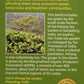 Equal Exchange Organic Green Tea With Ginger, 20 Count