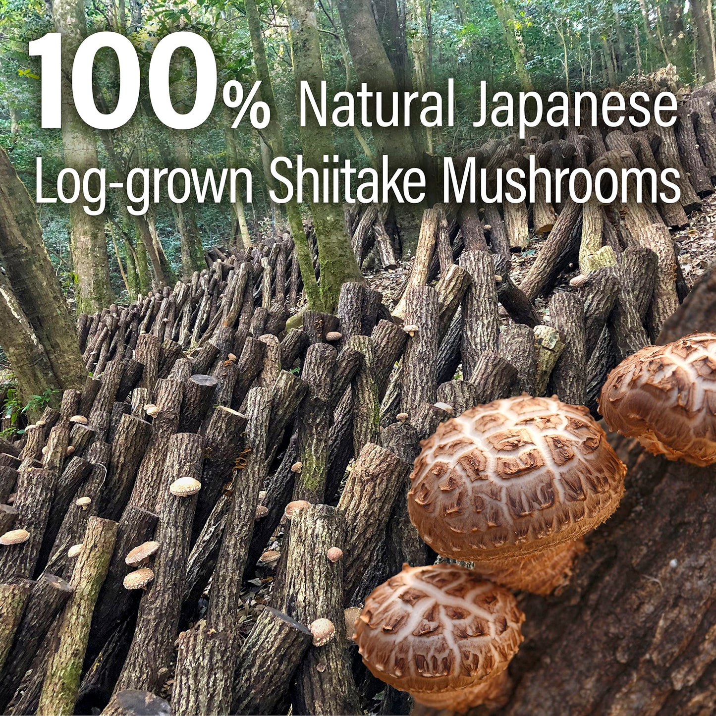 YAMASAN KYOTO UJI Japanese Shiitake Mushroom Umami Powder (40g) - Natural Umami Booster, 100% Japanese Ingredients, No Chemical