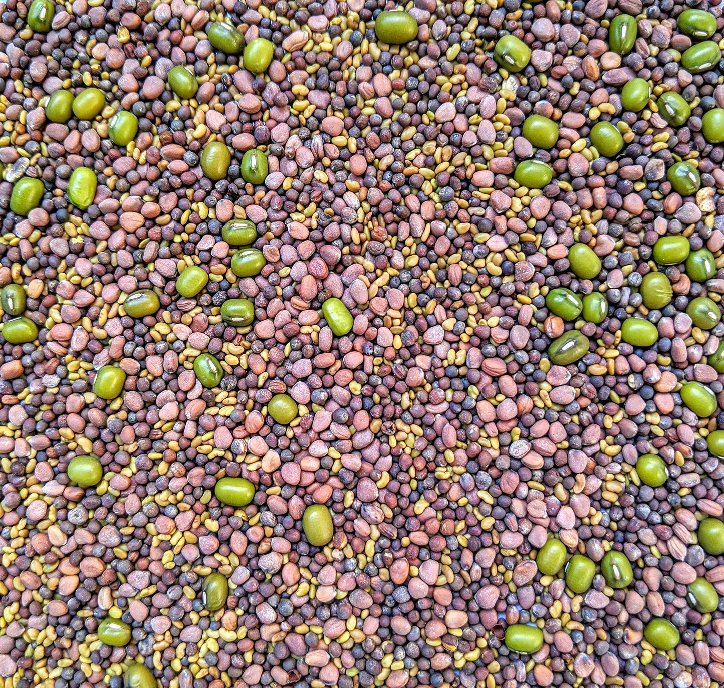 Variety Pack Sprouting Seeds Broccoli, Alfalfa, Radish, Mung Beans & Salad Mix For Sprouts And Microgreens. Non-Gmo. Pack Of 10