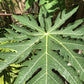 Goodluck Ganesha Fresh Papaya Leaves - 8 oz. Premium Herbal Supplement for Wellness and Natural Health