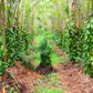 Live Vanilla Bean Orchid Starter Plant - Vanilla Planifolia (Unable To Ship To: Az, Hi, Or, Pr)