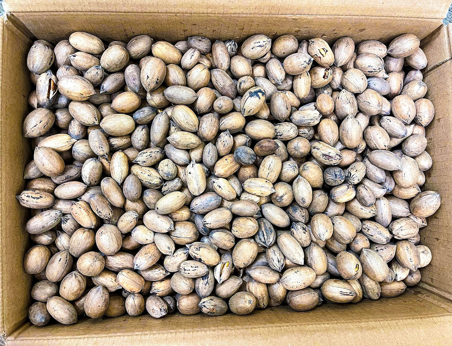 20 lbs - Texas Squirrel Pecans Inshell | Pecans.com | UNABLE TO SHIP INSHELL PECANS TO CALIFORNIA OR ARIZONA