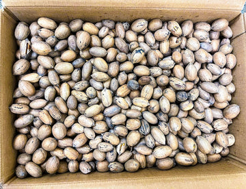 20 lbs - Texas Squirrel Pecans Inshell | Pecans.com | UNABLE TO SHIP INSHELL PECANS TO CALIFORNIA OR ARIZONA