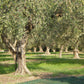 Laconiko Ultra Premium Extra Virgin Olive Oil 2025 HARVEST, 16.91 Fl Oz, GMO Free, Kosher, Award-Winning Greek Brand