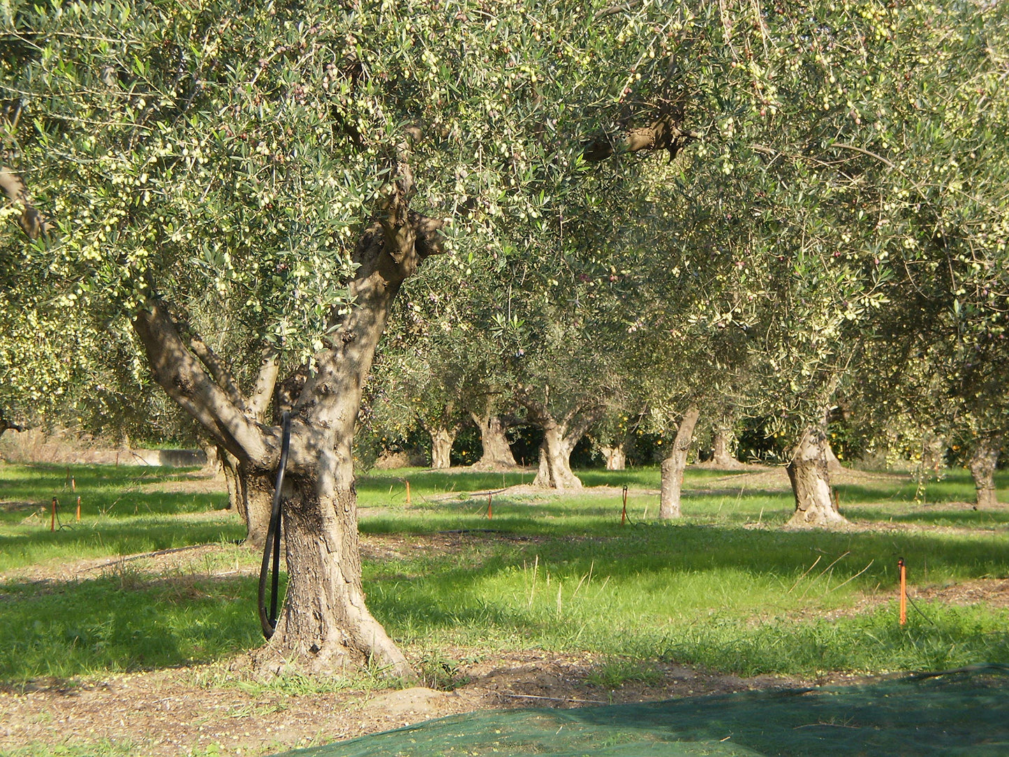 Laconiko Ultra Premium Extra Virgin Olive Oil 2025 HARVEST, 16.91 Fl Oz, GMO Free, Kosher, Award-Winning Greek Brand