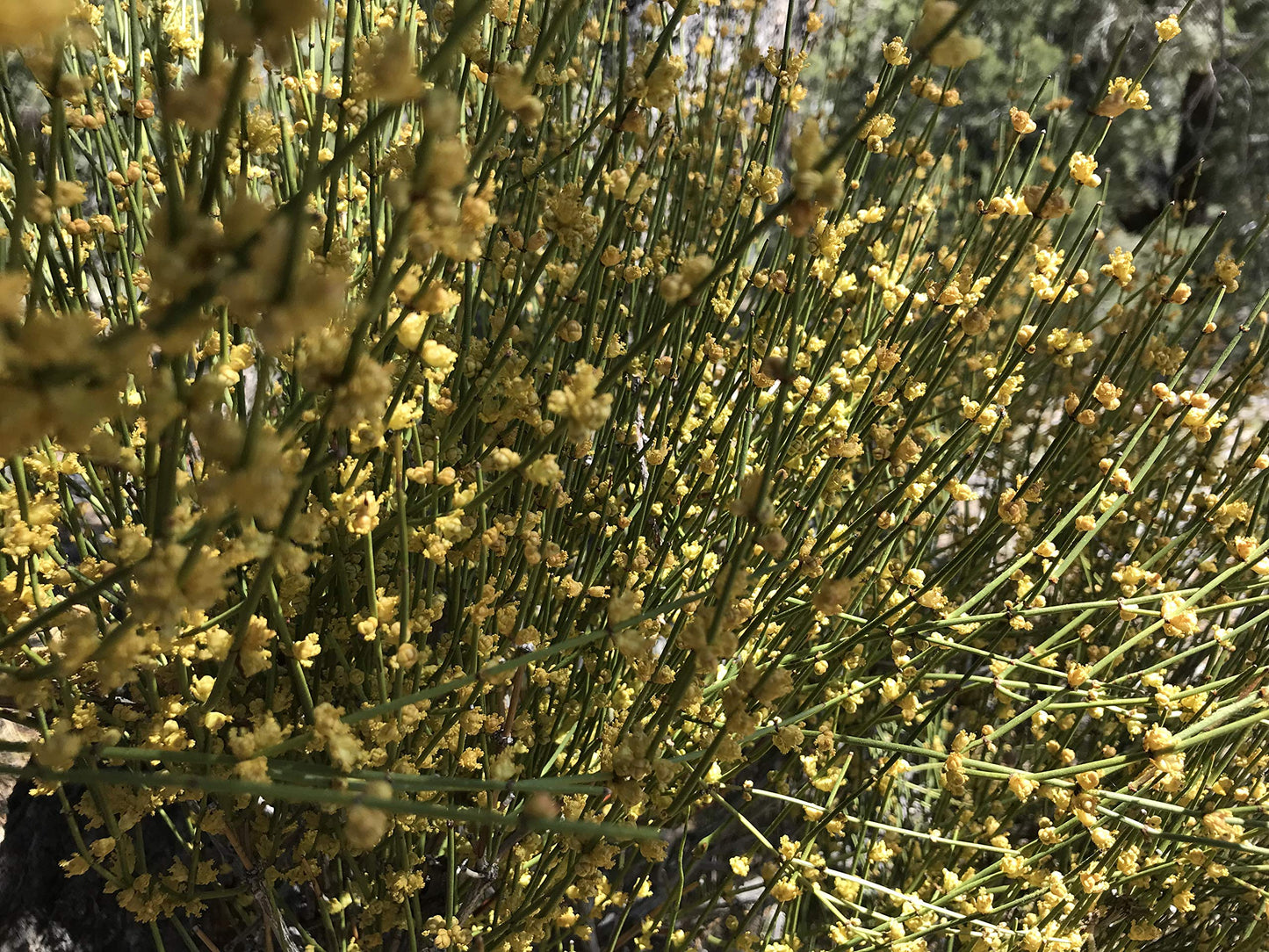 Mormon Tea - Brigham Tea - Ephedra | Usa Wildcrafted 1/4Lb Dried Subalpine