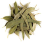 Valley of Tea Eucalyptus Organic Loose Tea Leaves - 100g (3.5 oz) - Herbal, Soft and Throat Coating