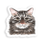 Faces Of Kitty Town Sticker Pack