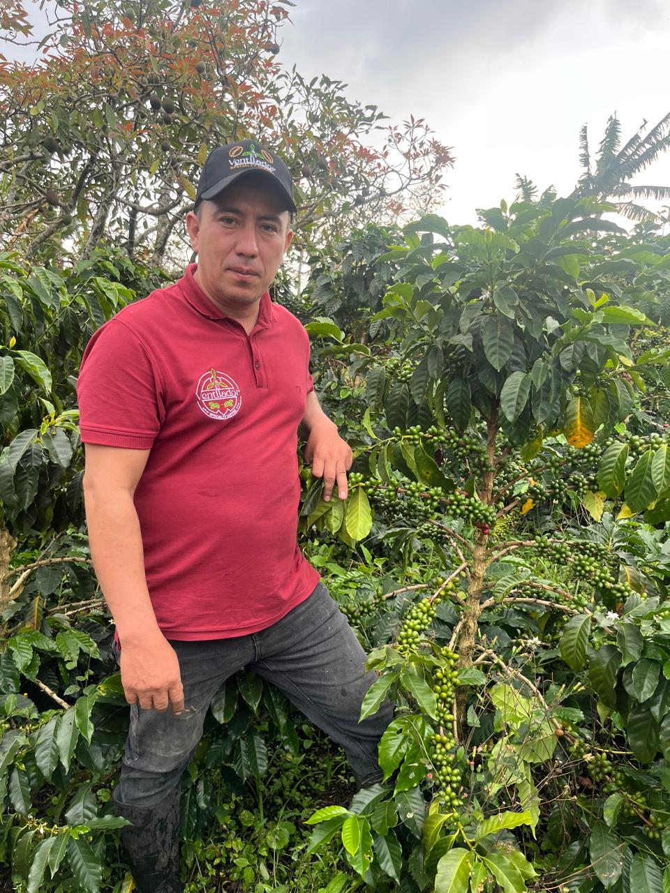 Pacamara - Natural