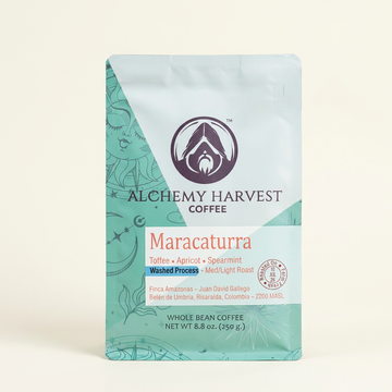 Maracaturra - Washed