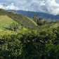 Pink Bourbon - Natural
