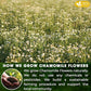 Sleepy-Time Immune & Heart Trio, Chamomile, Soursop & Hibiscus Herbal Tea Bags, 100% Natural and Pure Flowers & Leaves, Eco-Conscious Tea Bags, Caffeine-Free, No Sugar, No Gluten, Vegan – Herbal Tea Beverage