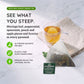 Organic Moringa Energy Tea - Peach Mint Apricot - Natural Coffee Alternative