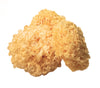 Tremella (Whole Mushroom) (Snow Ear Mushroom) - Tremella fuciformis - Bai Mu Er / Yin Er - ND Grade