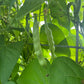 Aunt Jean's, Bean