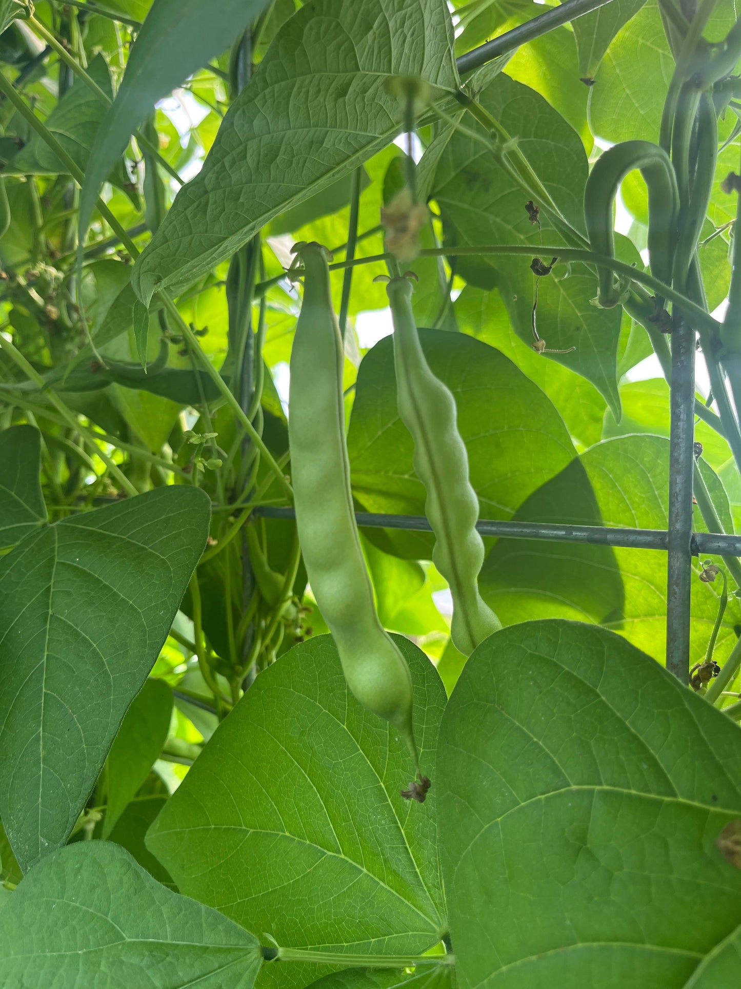 Aunt Jean's, Bean