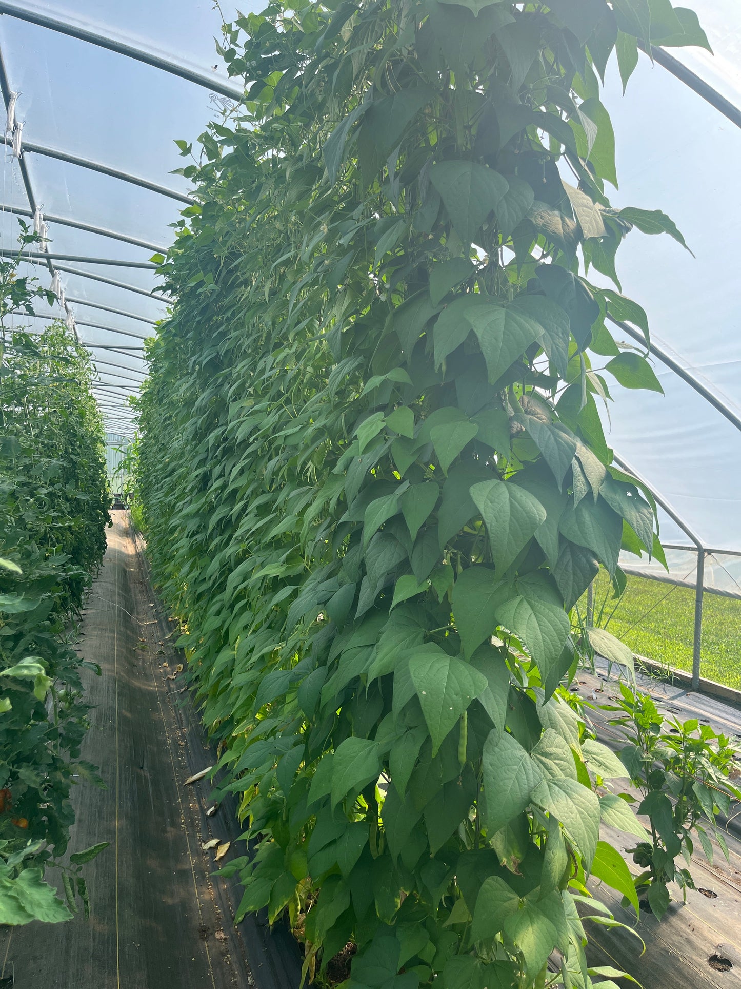 Aunt Jean's, Bean