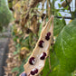 Aunt Jean's, Bean