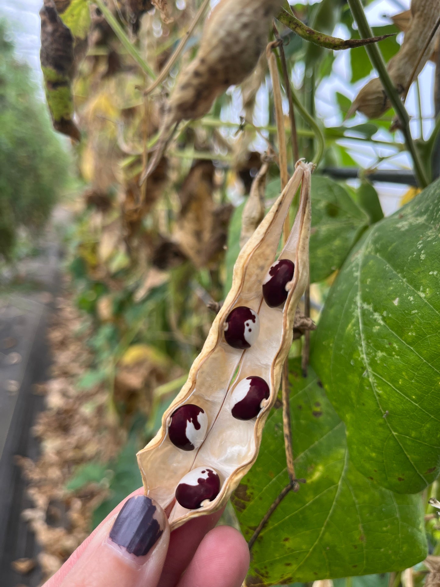 Aunt Jean's, Bean
