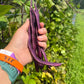 Blauhilde, Bean