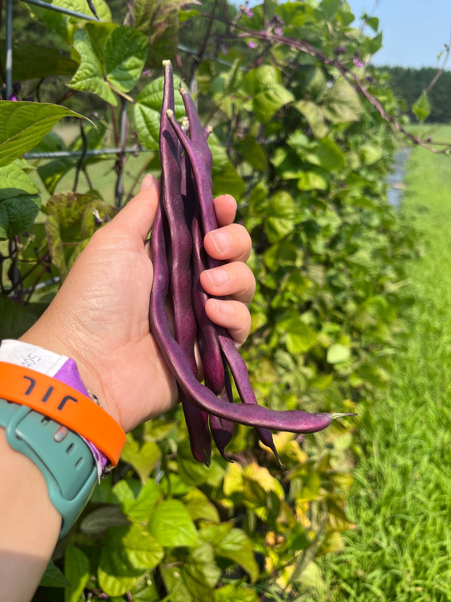 Blauhilde, Bean