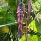 Blauhilde, Bean