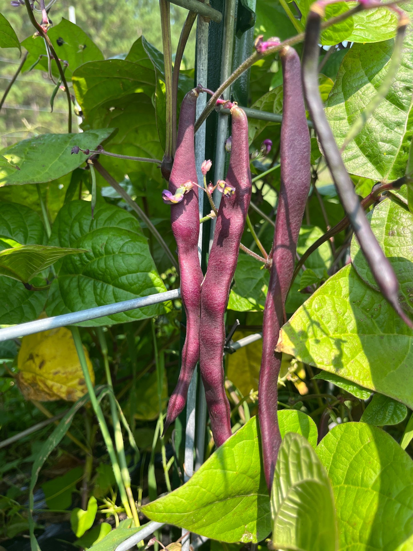 Blauhilde, Bean